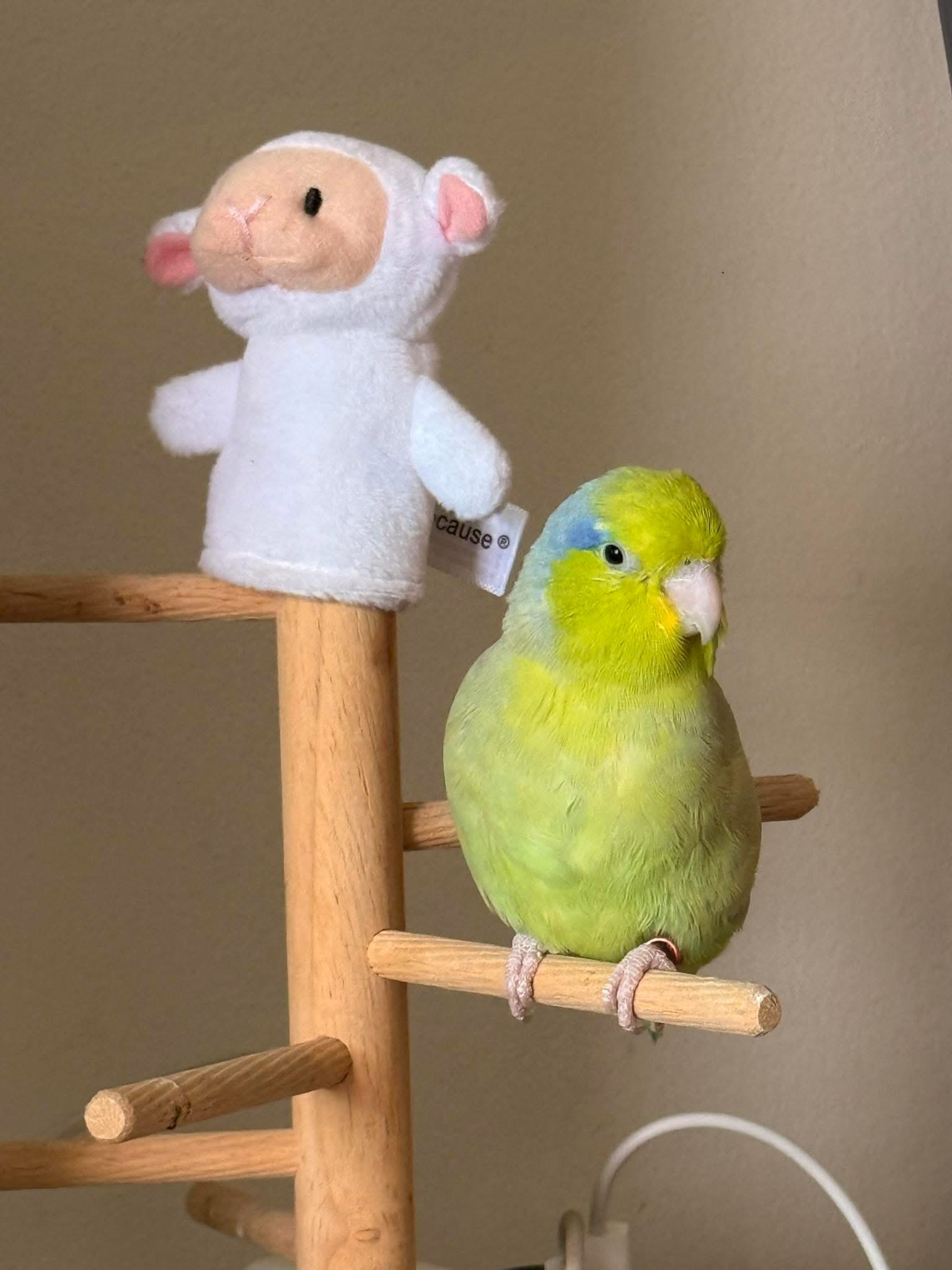 Almond 🕯️